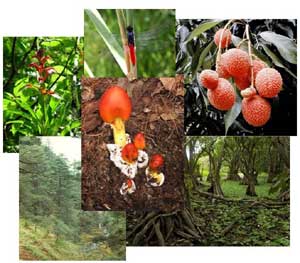 Capital Natural de Veracruz: su conservación y uso sustentable