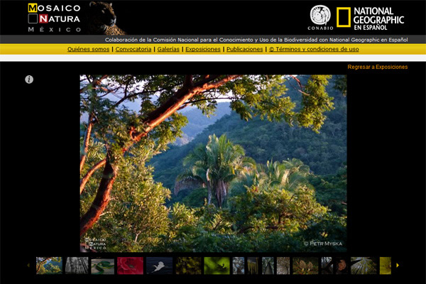 25 Miradas al Bosque, recorre la Provincia Mexicana