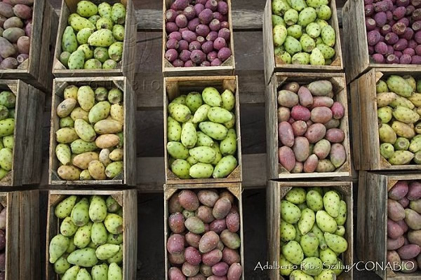 Biodiversidad: comercio y conservación