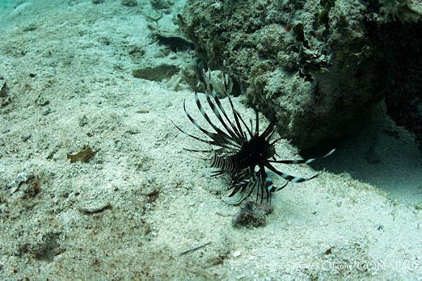 Especies Invasoras caen en la Red